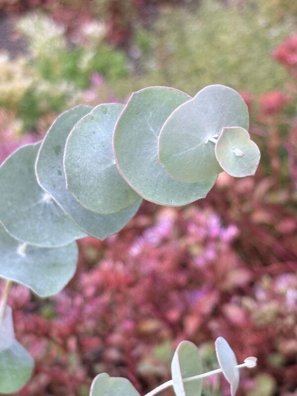 Eucalyptus Perriniana "Spinning Gum" - Obrázek 11