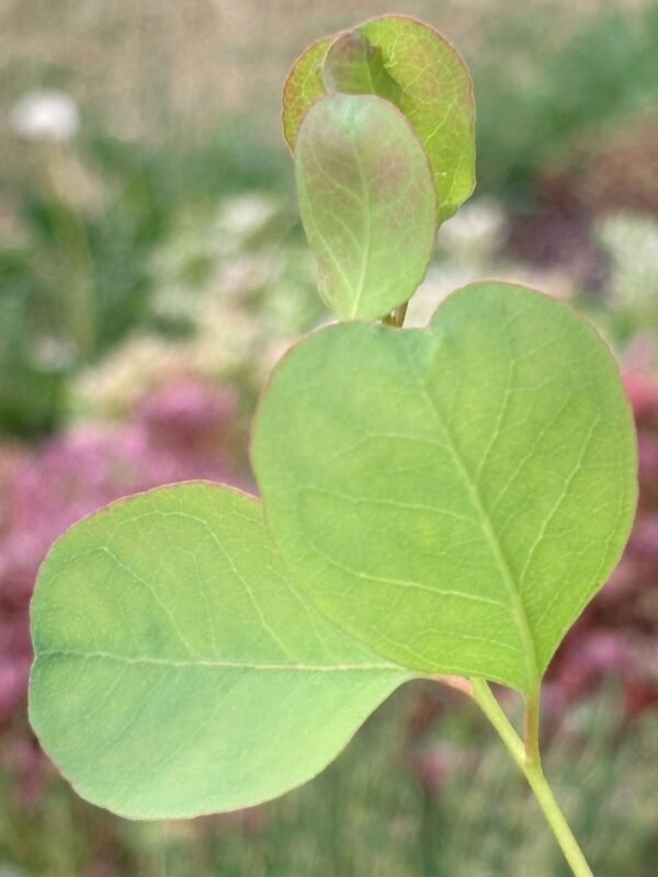 Eucalyptus Camphora - Obrázek 2