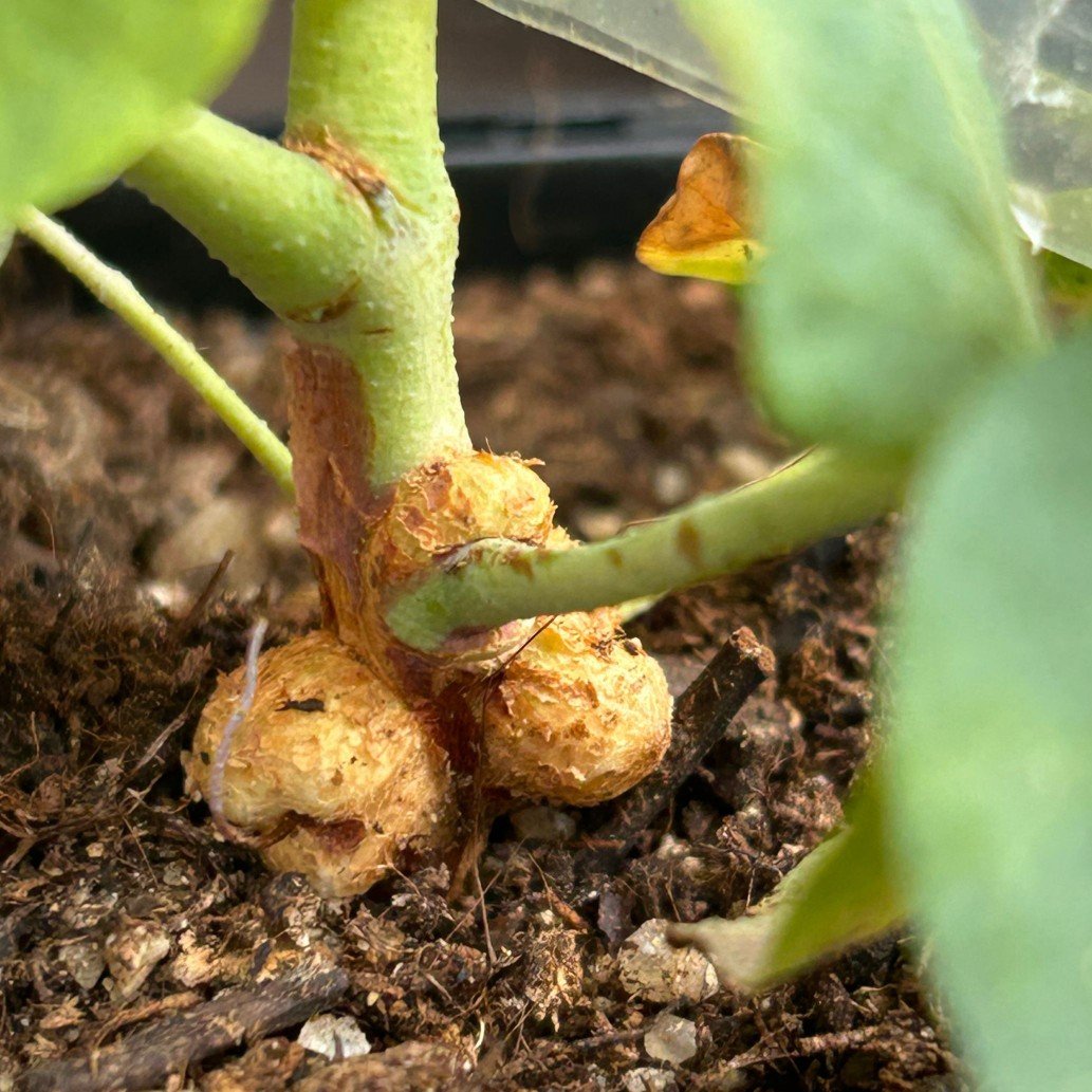 Stonek rostliny s uzly v půdě detailně