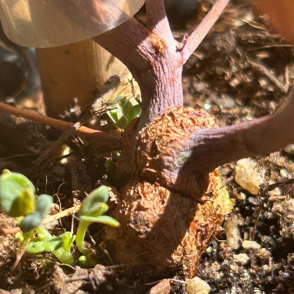 Detail kmene rostliny v půdě