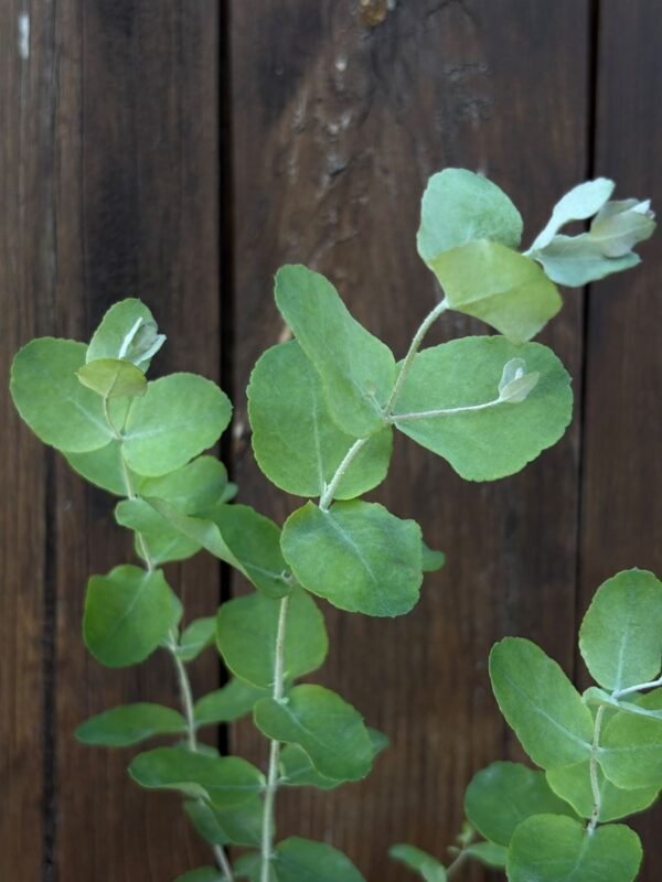 Eucalyptus Morrisbyi - Obrázek 2