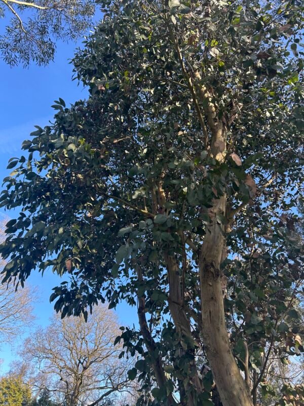 Eucalyptus Neglecta - Obrázek 3