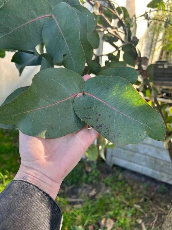 Eucalyptus Neglecta - Obrázek 4