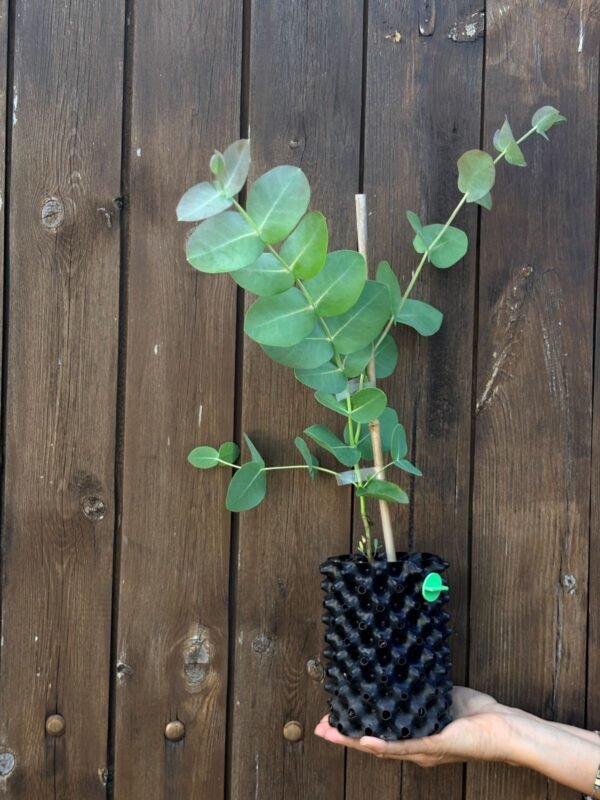 Eucalyptus Neglecta