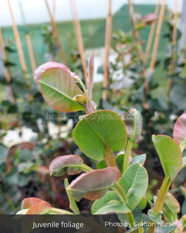 Eucalyptus Neglecta - Obrázek 2