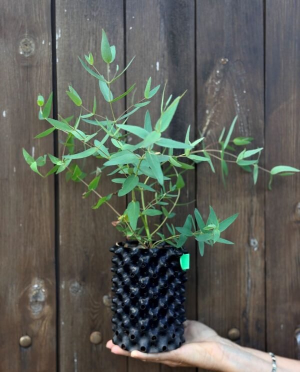 Eucalyptus Nicholi