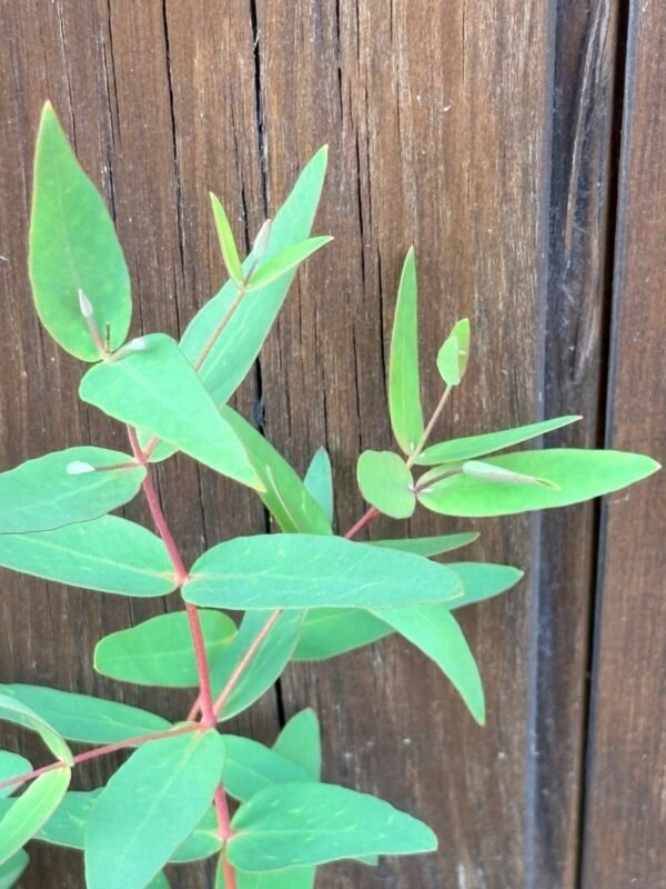Eucalyptus Nicholi - Obrázek 2