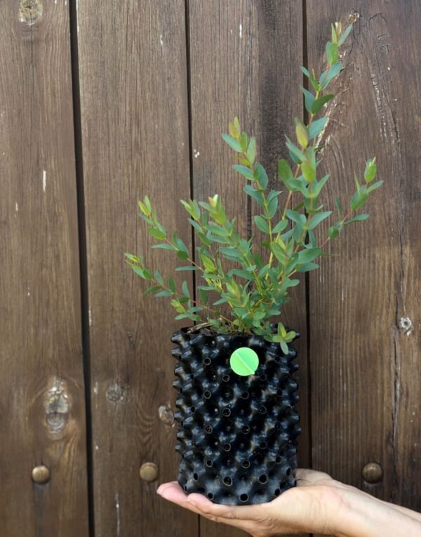 Eucalyptus parvula "Small Leaved Gum"