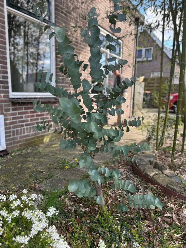 Eucalyptus Perriniana "Spinning Gum" - Obrázek 5