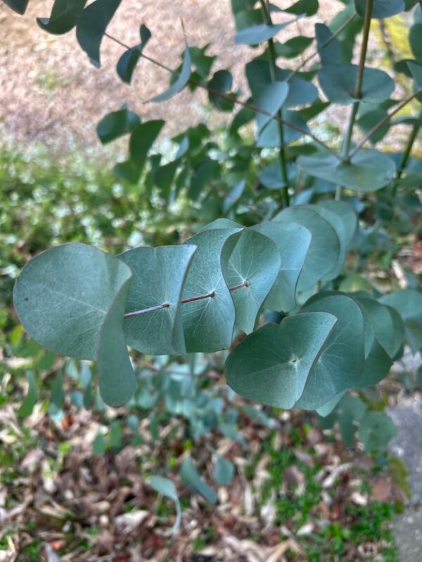 Eucalyptus Perriniana "Spinning Gum" - Obrázek 6