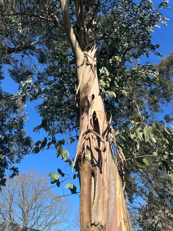 Eucalyptus Perriniana "Spinning Gum" - Obrázek 8