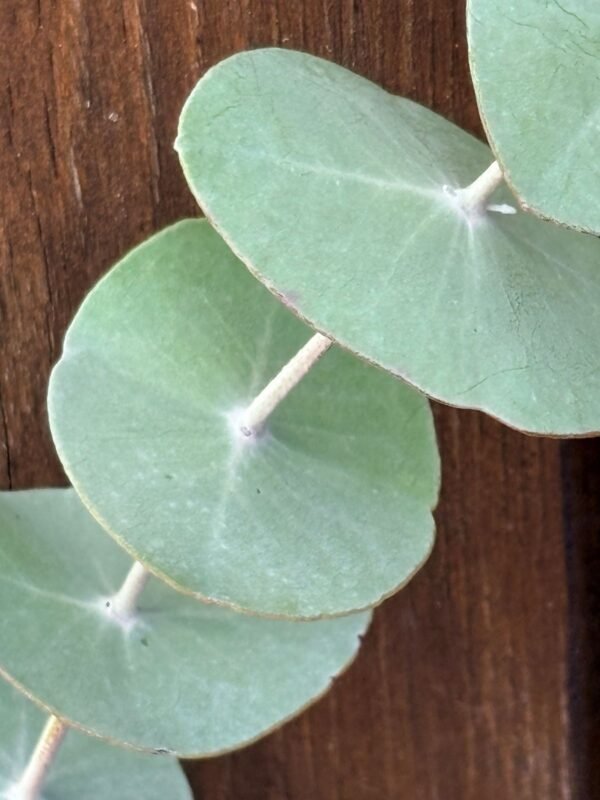 Eucalyptus Perriniana "Spinning Gum" - Obrázek 12