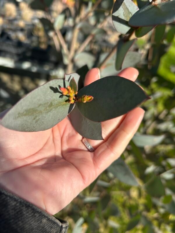 Eucalyptus Stellulata - Obrázek 2