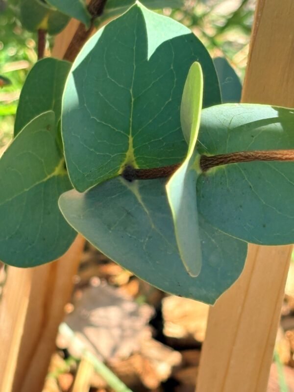 Eucalyptus Stellulata - Obrázek 4
