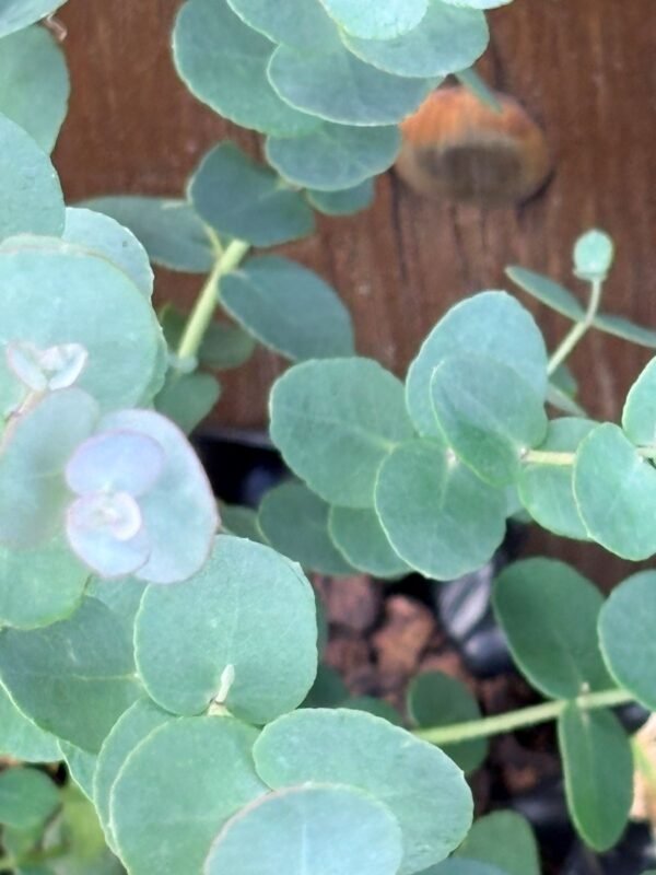 Eucalyptus Urnigera - Obrázek 6