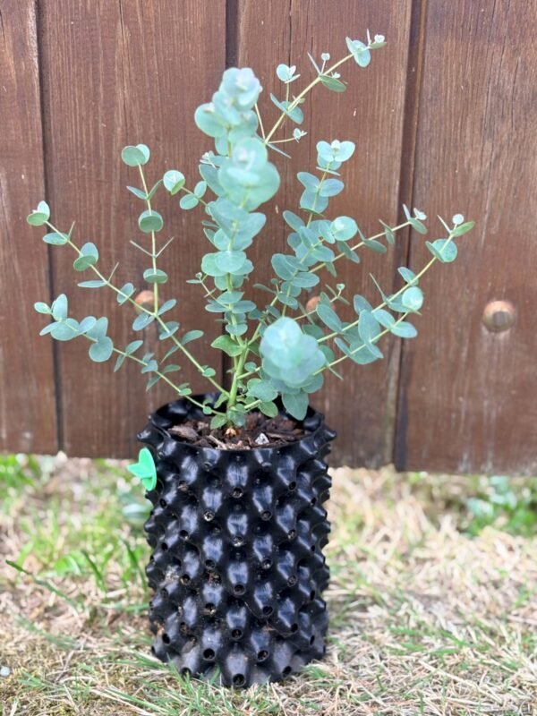 Eucalyptus Urnigera - Obrázek 3