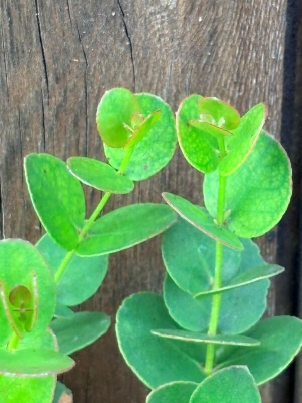 Eucalyptus Urnigera - Obrázek 5