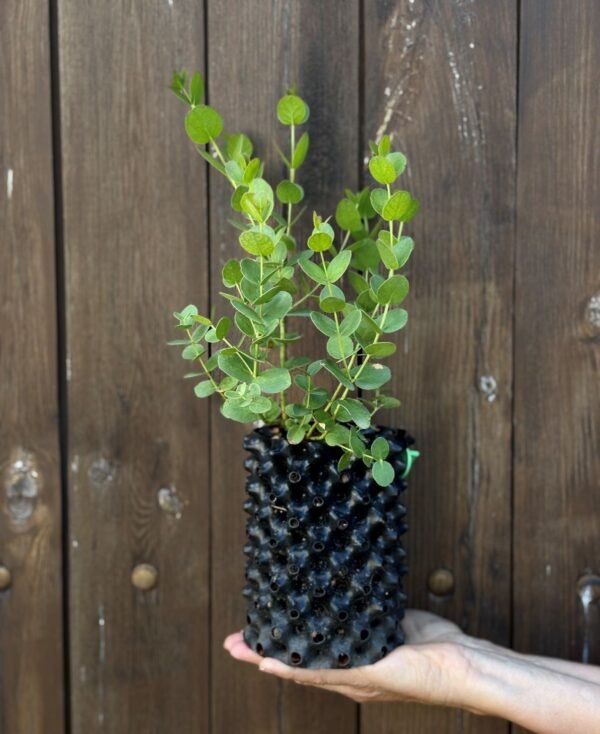 Eucalyptus Urnigera