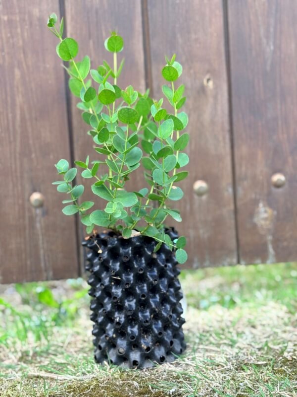 Eucalyptus Urnigera - Obrázek 7