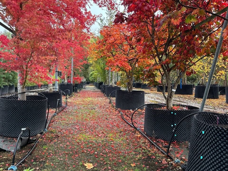 Podzimní stromy s červenými a oranžovými listy.