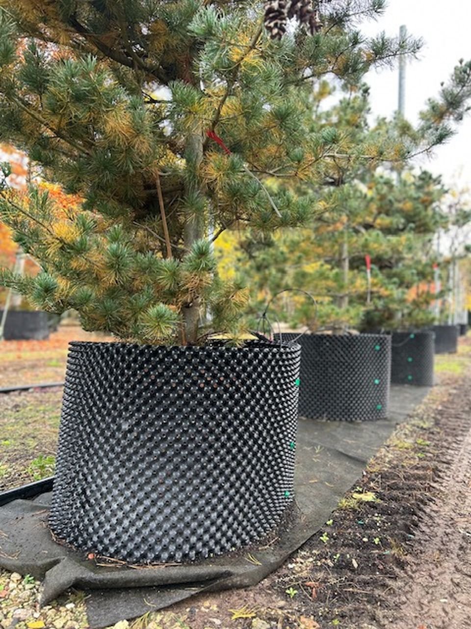 Stromy v plastových kontejnerech na zahradě