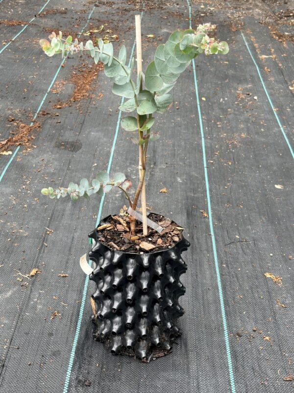 Eucalyptus pulverulenta ‘Baby Blue’ - Obrázek 6