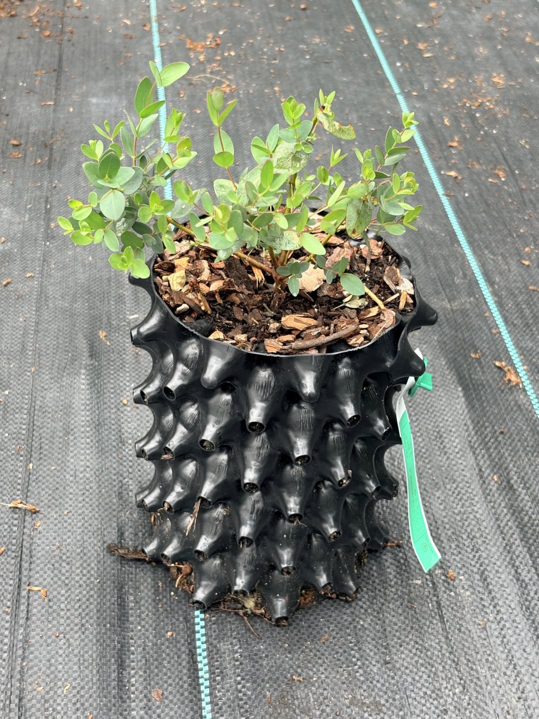 Zapěstovaný standard keř Air-pot 3l