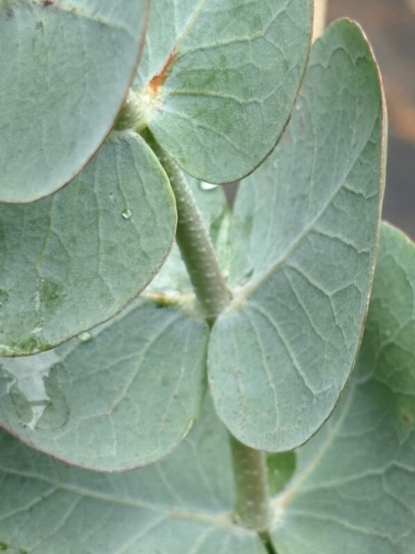Eucalyptus pulverulenta ‘Baby Blue’ - Obrázek 5