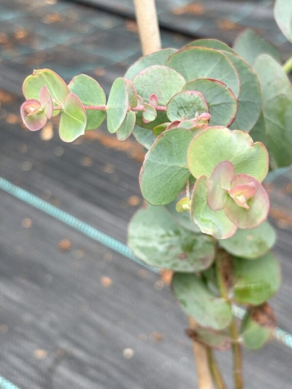 Eucalyptus pulverulenta ‘Baby Blue’ - Obrázek 4
