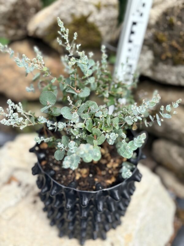 Eucalyptus gunnii "Azura" - Obrázek 4