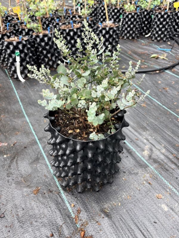 Eucalyptus gunnii "Azura" - Obrázek 3