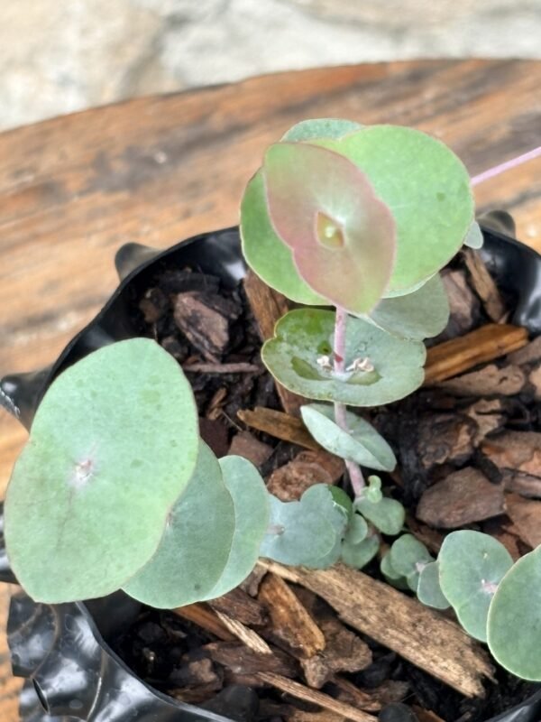 Eucalyptus Perriniana "Spinning Gum" - Obrázek 9
