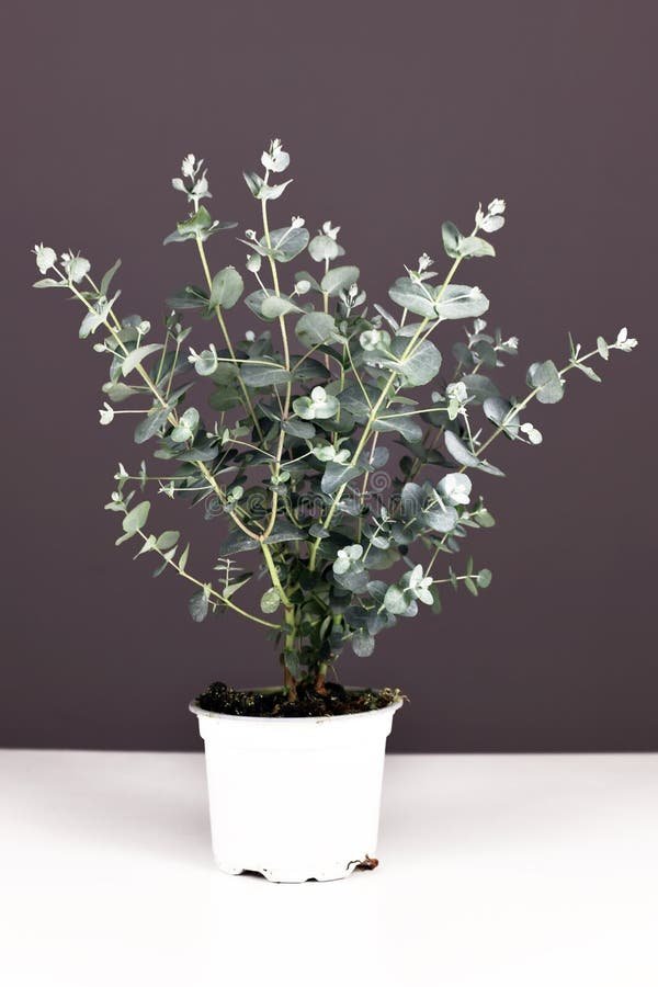 Eukalyptus v květináči na bílém stole