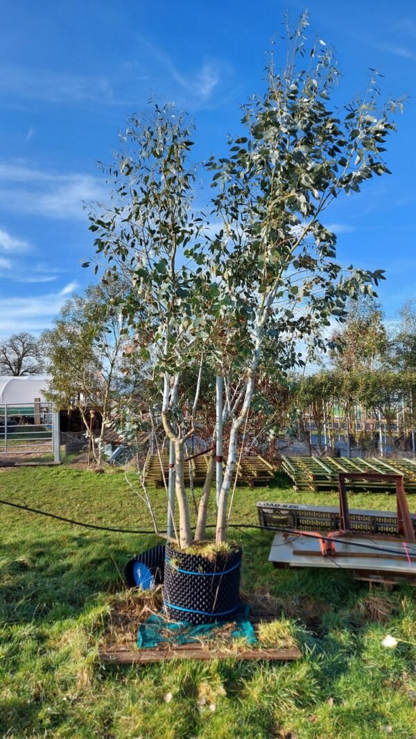 Eucalyptus Urnigera - Obrázek 2